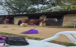 Shetland pony horses for sale: Super Buddy 13.3hh  - Image 2