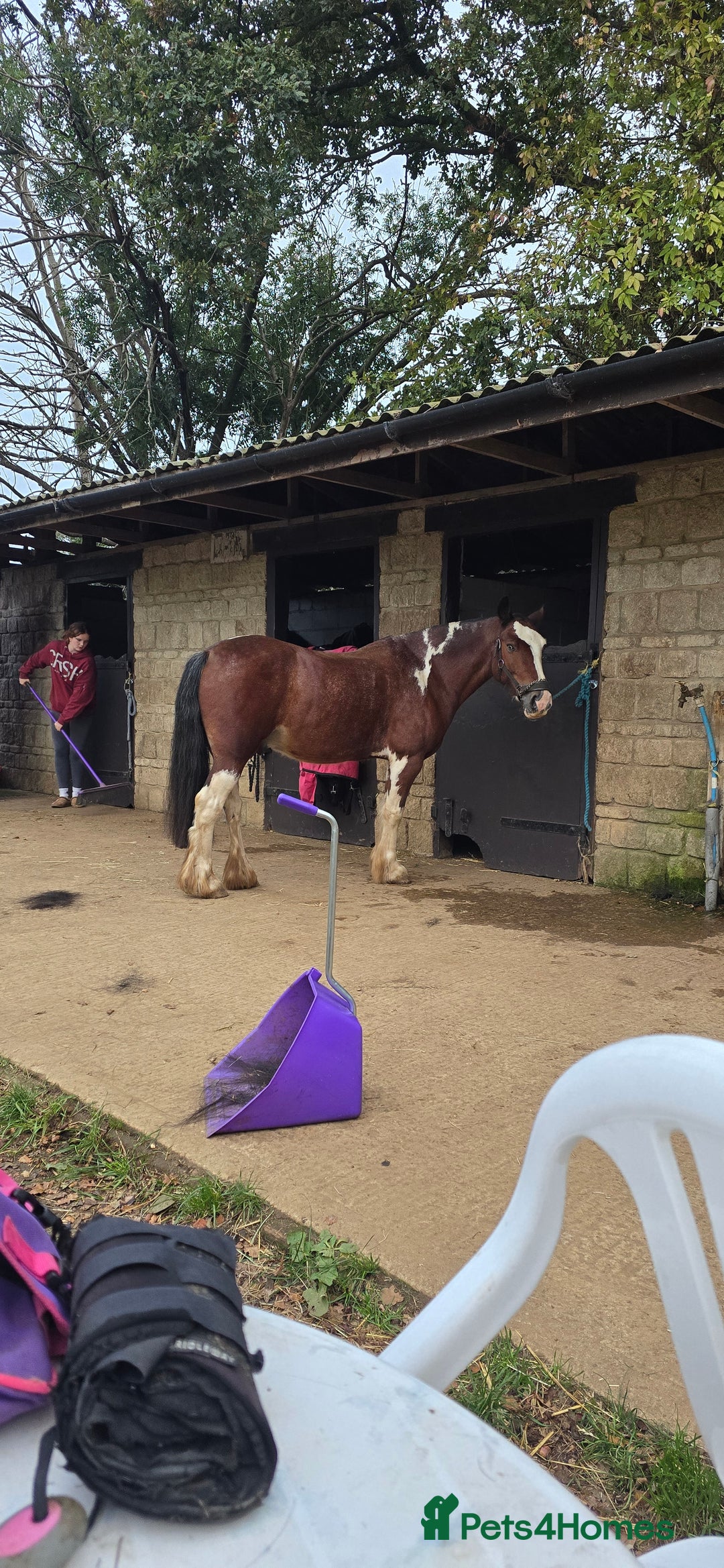 Shetland pony horses for sale: Super Buddy 13.3hh  - Image 2
