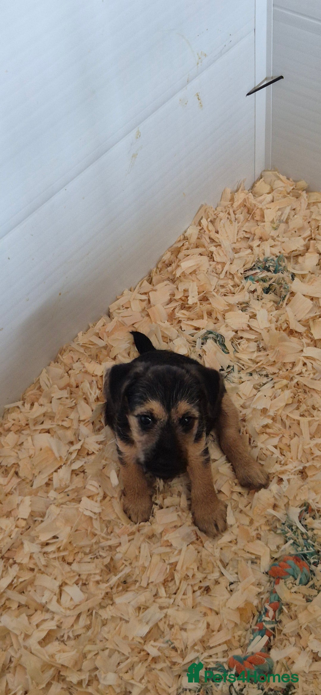 Patterdale Terrier dogs for sale: Patterdale x lakeland pups  - Image 2