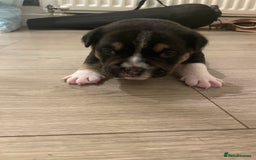 Mixed Breed dogs for sale: Pocket bully cross chow chow trio coloured boy! - Advert 11