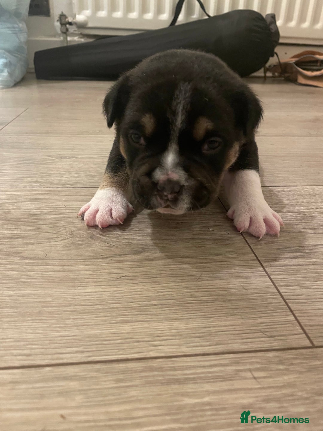 Mixed Breed dogs for sale: Pocket bully cross chow chow trio coloured boy! - Advert 11