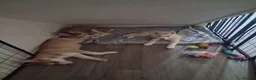 Siberian Husky dogs for sale: Husky puppies ready to leave now  - Advert 9