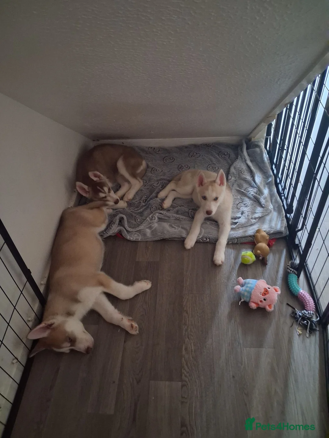 Siberian Husky dogs for sale: Husky puppies ready to leave now  - Advert 9