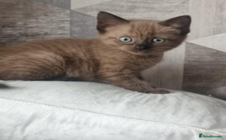 Ragdoll cats - Advert 4