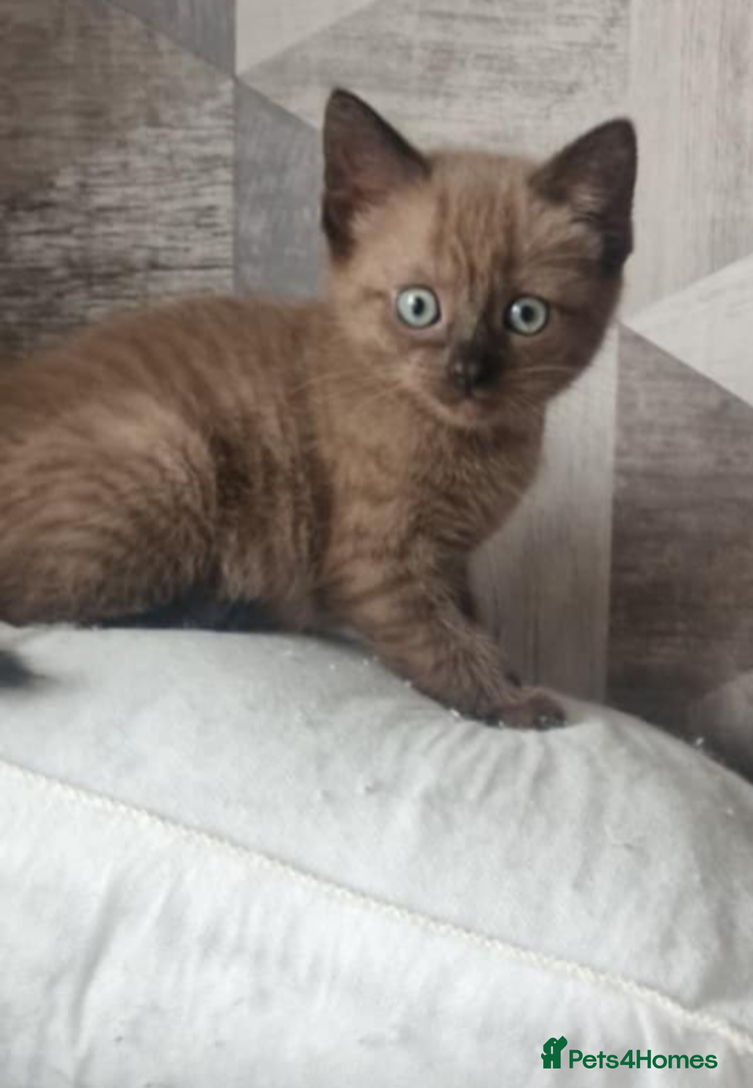 Ragdoll cats for sale: Ragdoll x bsh  - Image 1