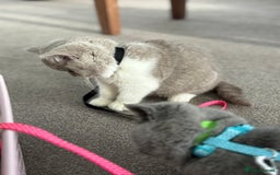 British Shorthair cats for sale: 5 stunning BSH kittens available  - Image 4