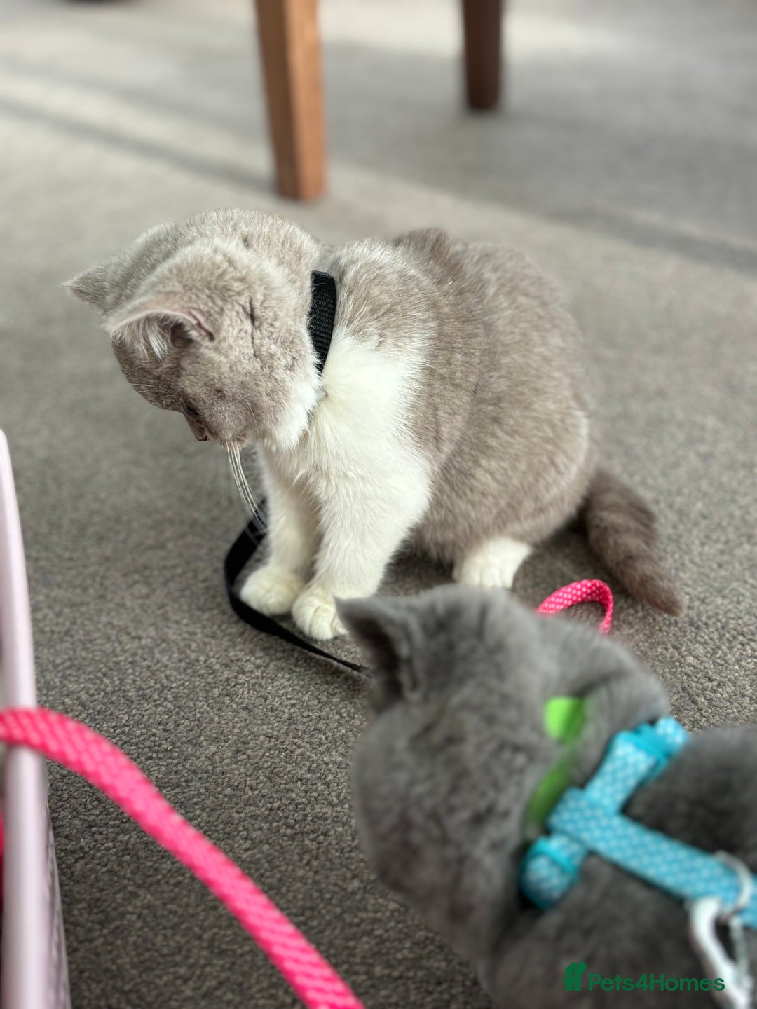 British Shorthair cats for sale: 5 stunning BSH kittens available  - Image 4
