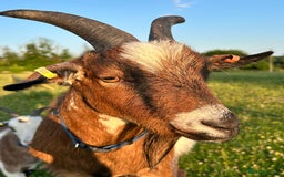 Goats livestock for sale: 2 Friendly pet goats. Wethers. - Image 2