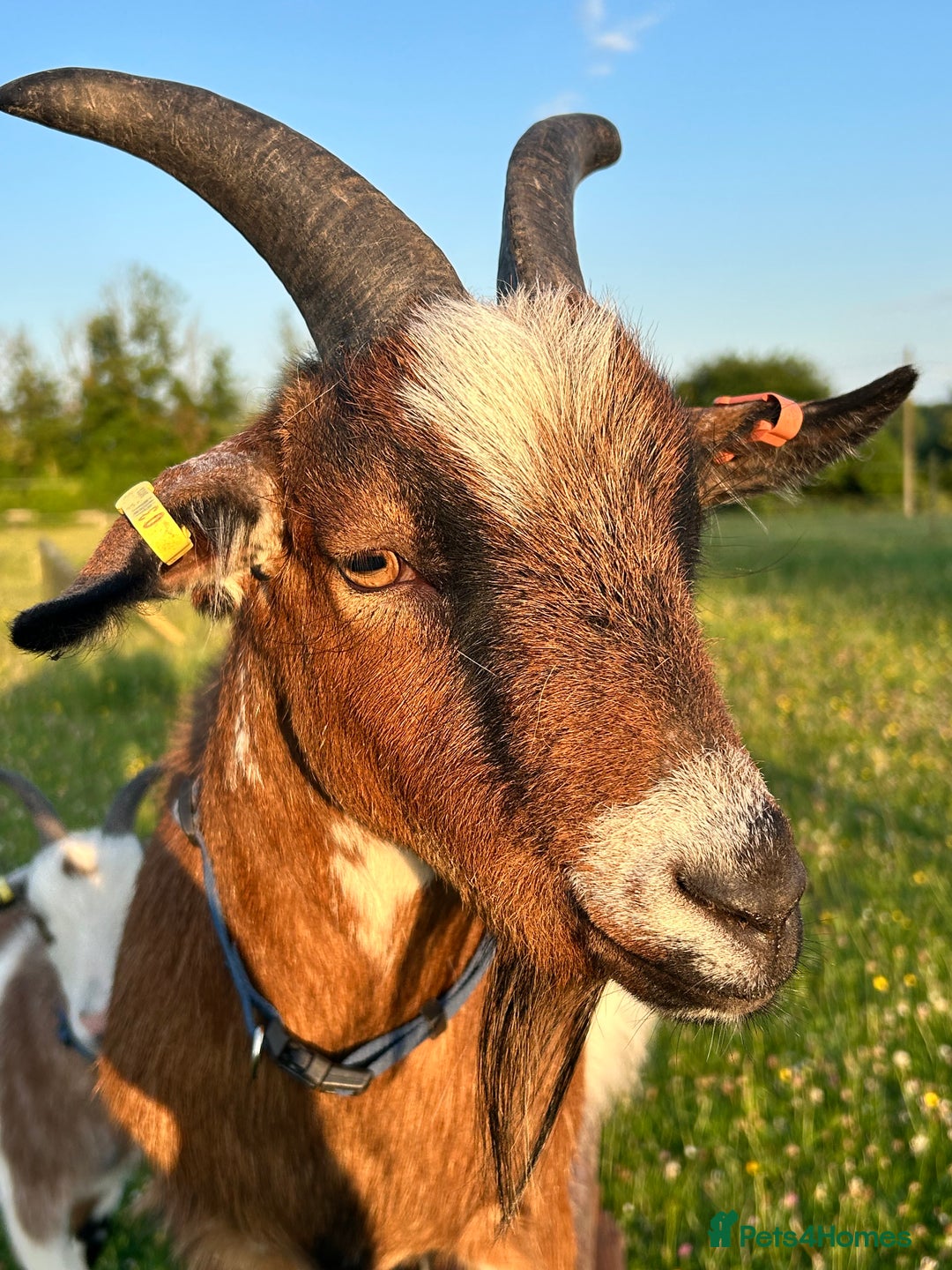 Goats livestock for sale: 2 Friendly pet goats. Wethers. - Image 2