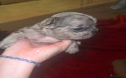 French Bulldog dogs for sale: Male and female frenchies - Image 5