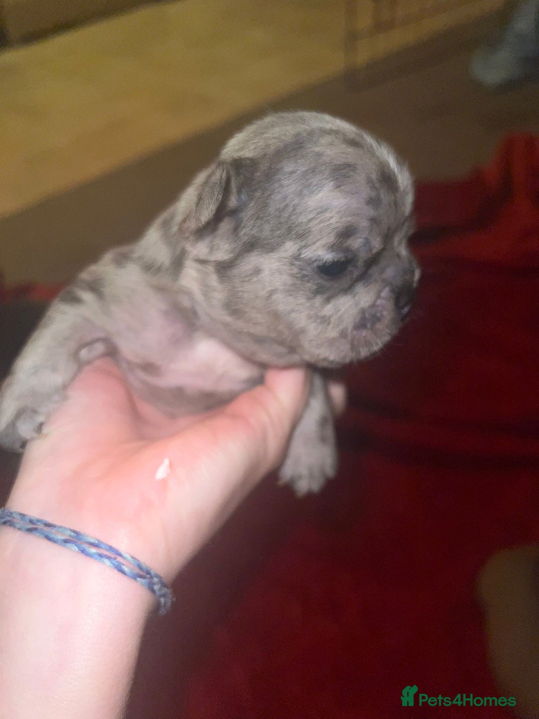 French Bulldog dogs for sale: Male and female frenchies - Image 5