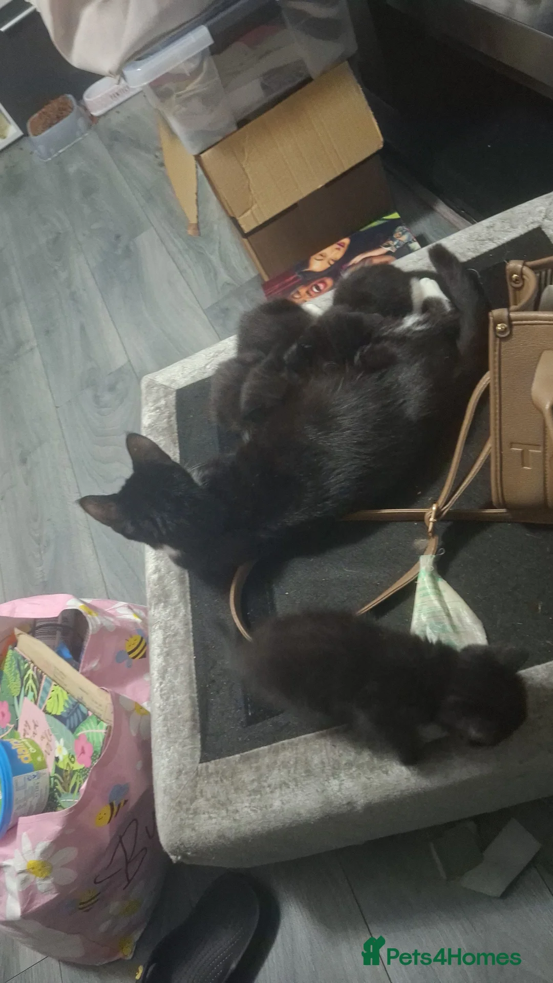 Mixed Breed cats for sale: Beautiful kittens for sale ready for home 17th May - Advert 2