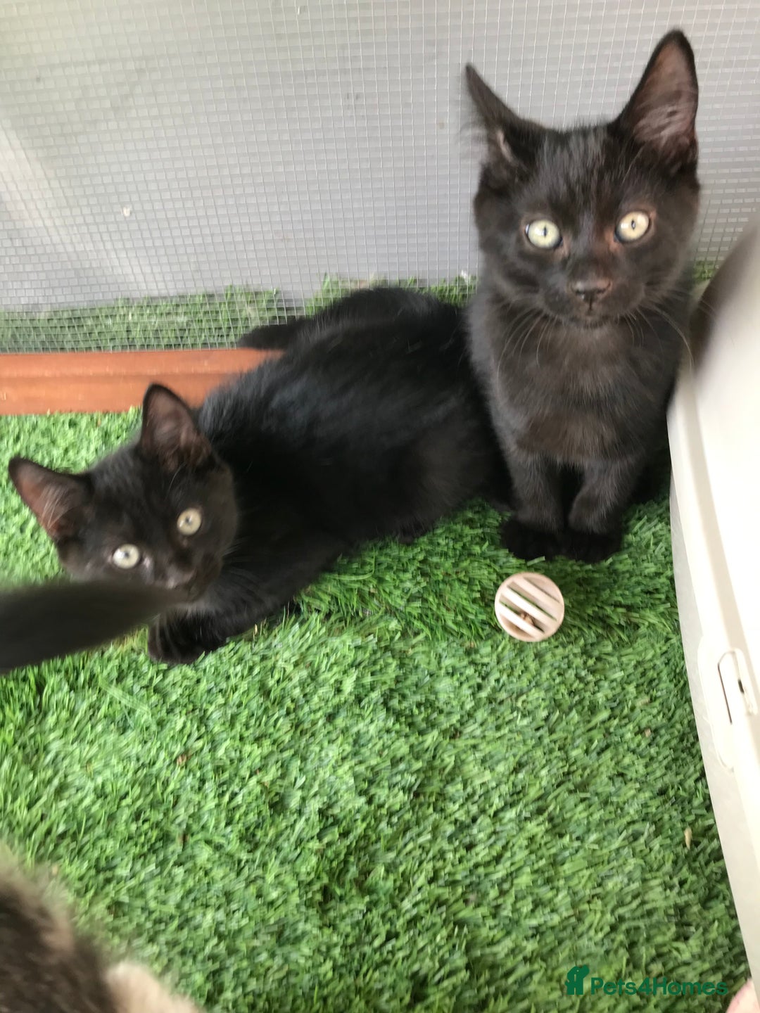 Mixed Breed cats for sale: 2 boys Available today 30/8/25 - Image 1