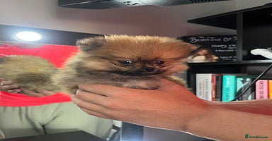 Pomeranian dogs - Advert 4