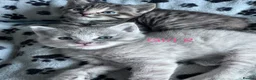 Mixed Breed cats for sale: 🌟 stunning mixed breed kittens 🌟 - Advert 9