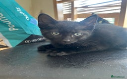 Mixed Breed cats for sale: 3 kittens for sale 1 boy 2 girls - Image 4