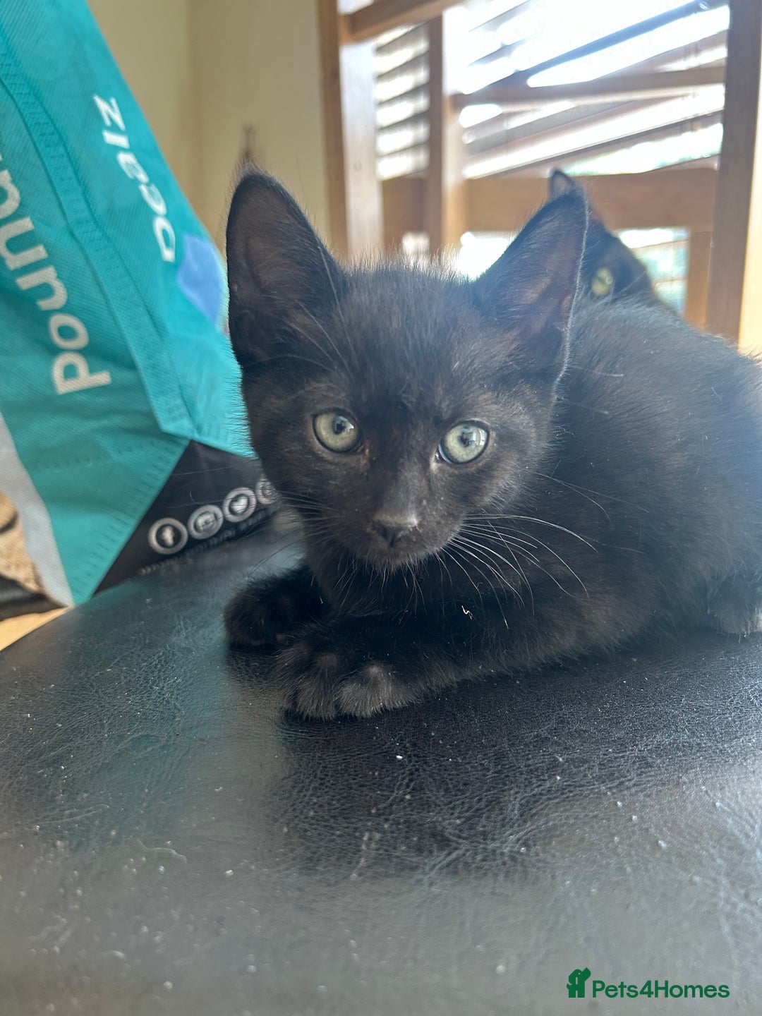 Mixed Breed cats for sale: 3 kittens for sale 1 boy 2 girls - Image 4