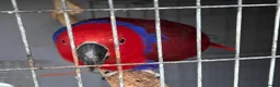 Parrots birds for sale: Beautiful female Eclectus parrot for sale - Advert 3