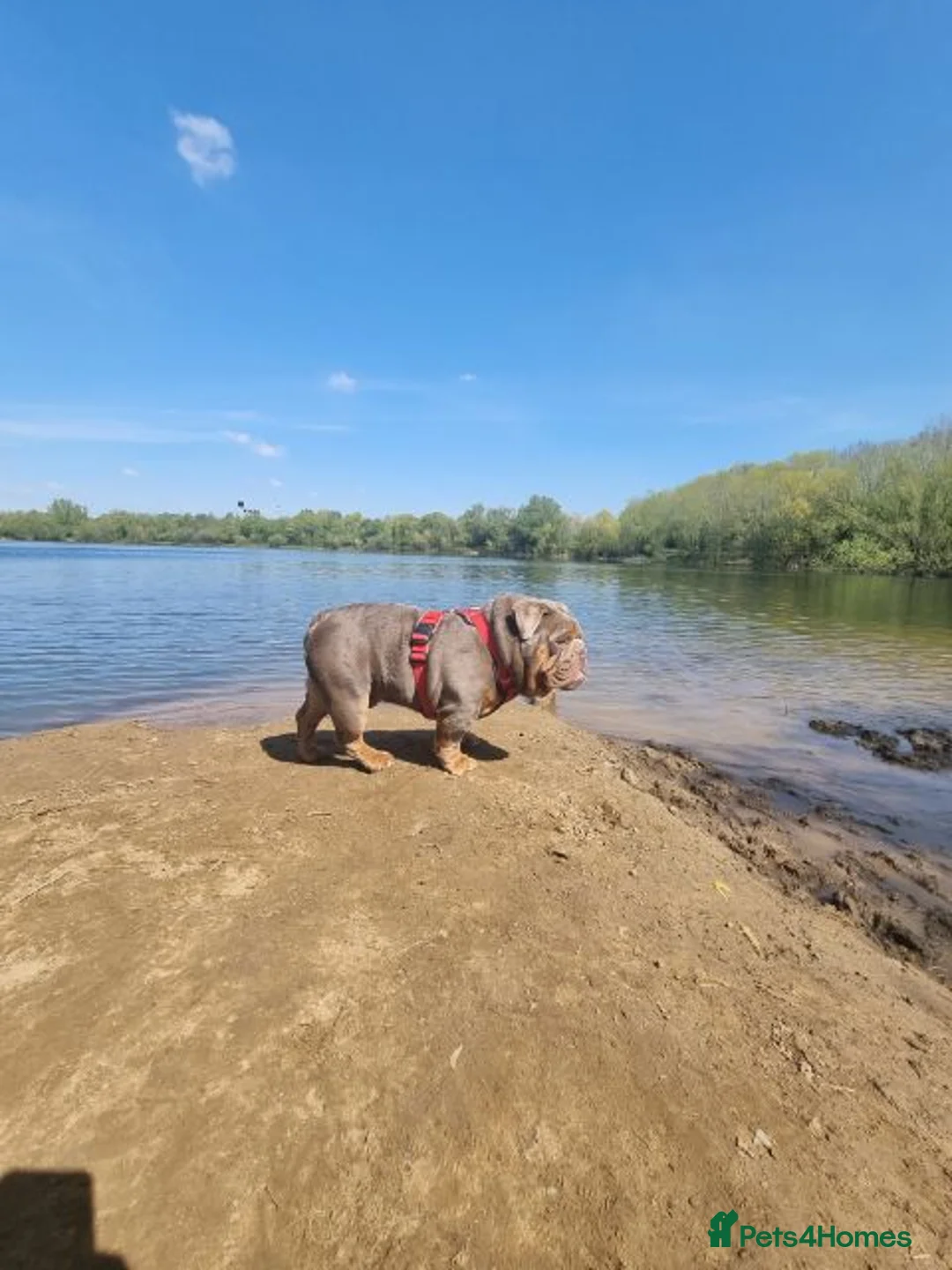 English Bulldog dogs for stud: Proven Full suit lilac and tan KC Bulldog for stud in Huddersfield - Advert 9