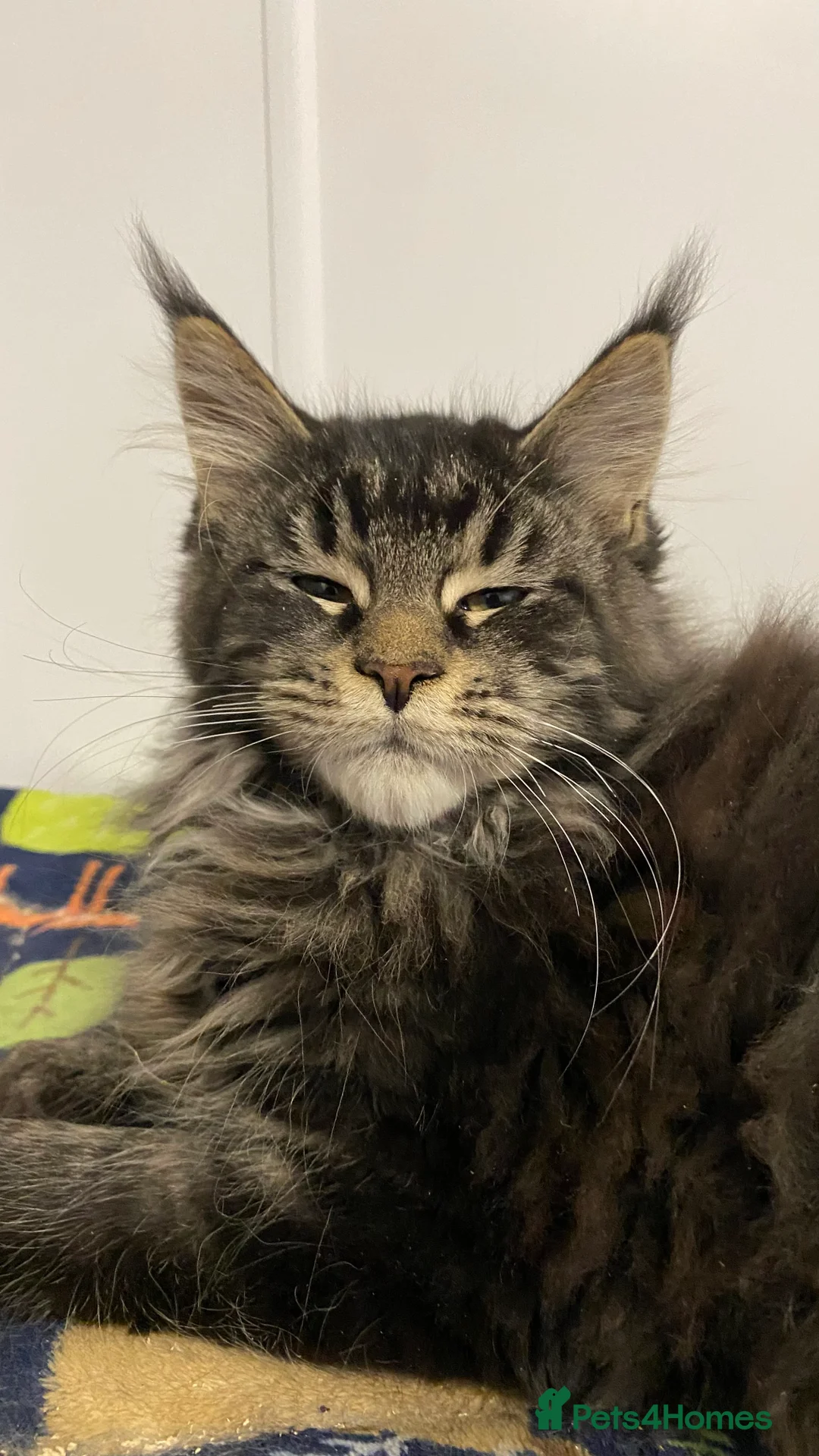 Maine Coon cats for sale: Pedigree Maine Coons - Advert 24