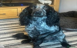 Cocker Spaniel dogs for sale: Stunning cocker spaniel puppies (blue roans)  - Advert 2