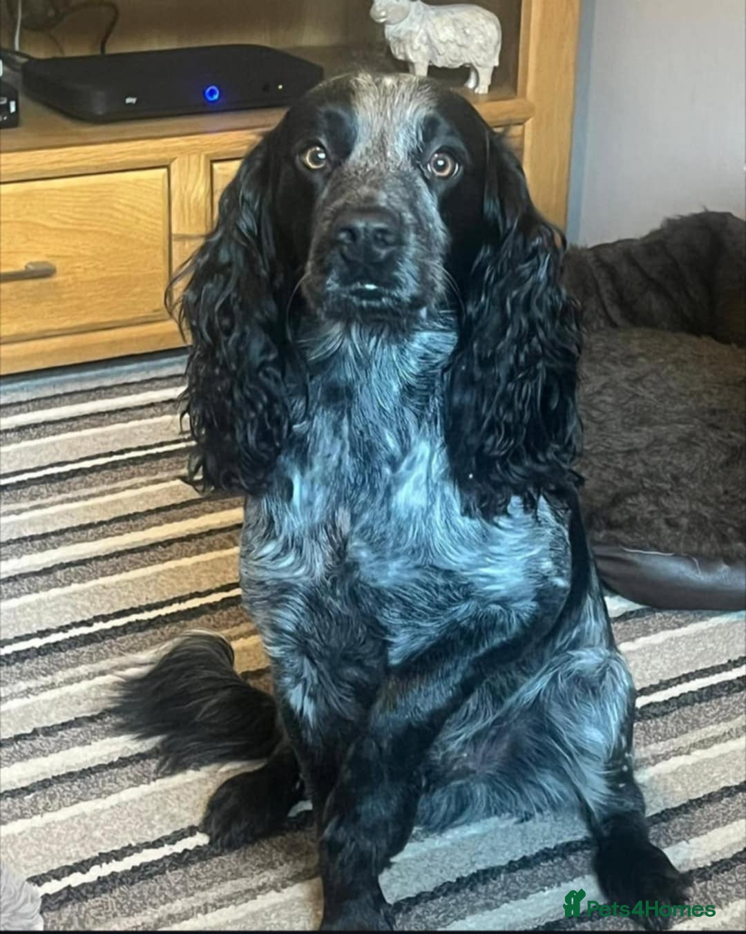Cocker Spaniel dogs for sale: Stunning cocker spaniel puppies (blue roans)  - Advert 2