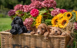 Cockapoo dogs for sale: Gorgeous F1 Cockapoo Puppies - KC Parents - Image 4