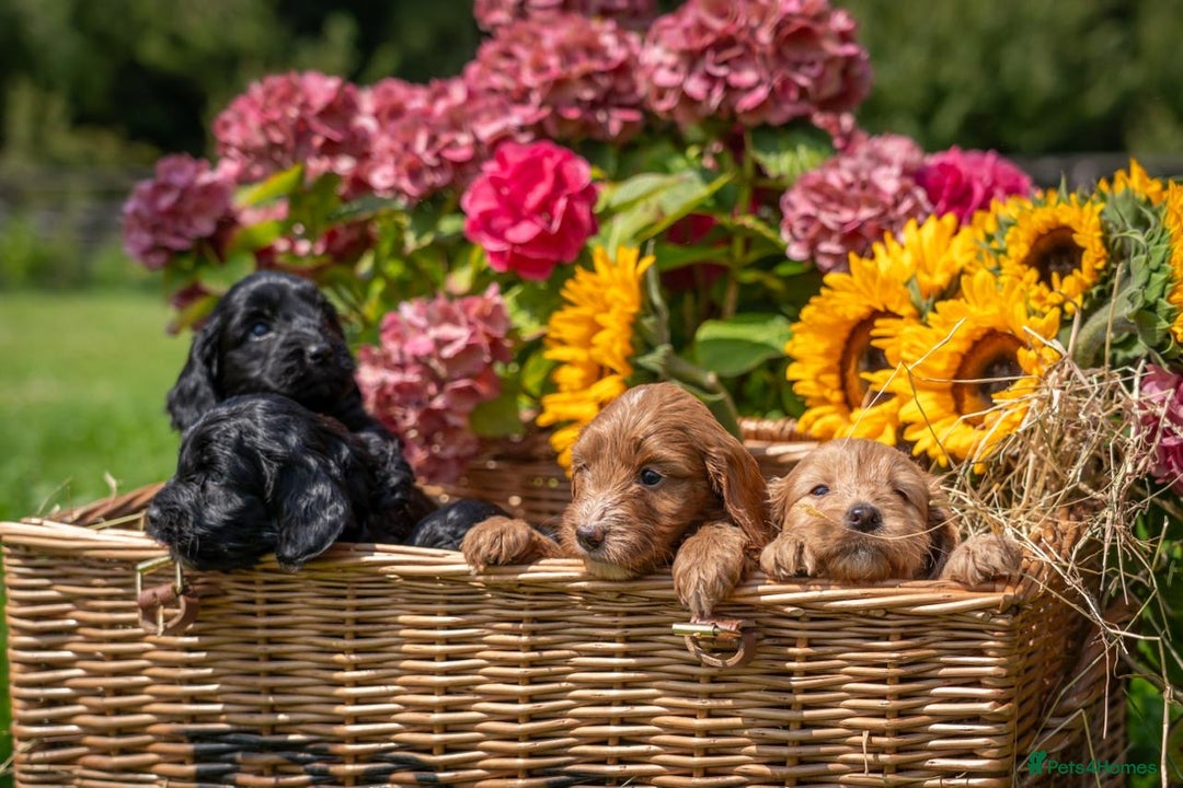 Cockapoo dogs for sale: Gorgeous F1 Cockapoo Puppies - KC Parents - Image 4