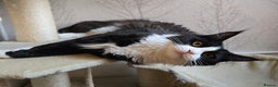 Maine Coon cats for sale: Stunning Active Adult Female Black Bicolor - Advert 4