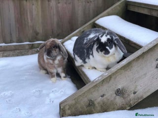 English Lop rabbits 2 x Male Lop Rabbits - Advert 1