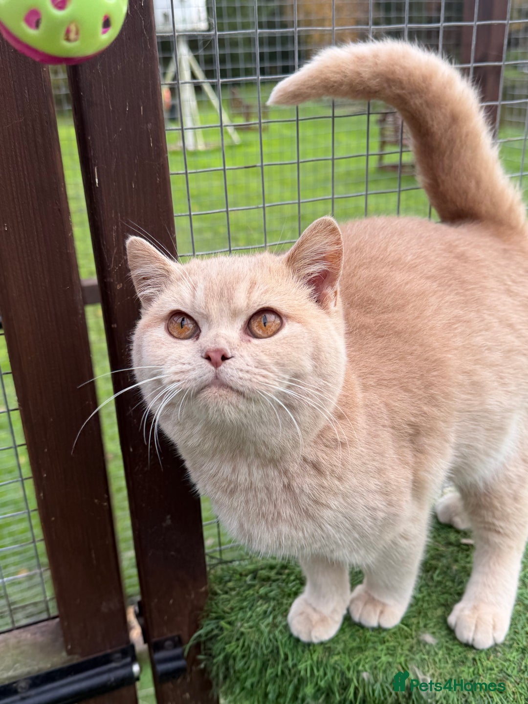 British Shorthair cats for sale: British Shorthair  - Advert 4