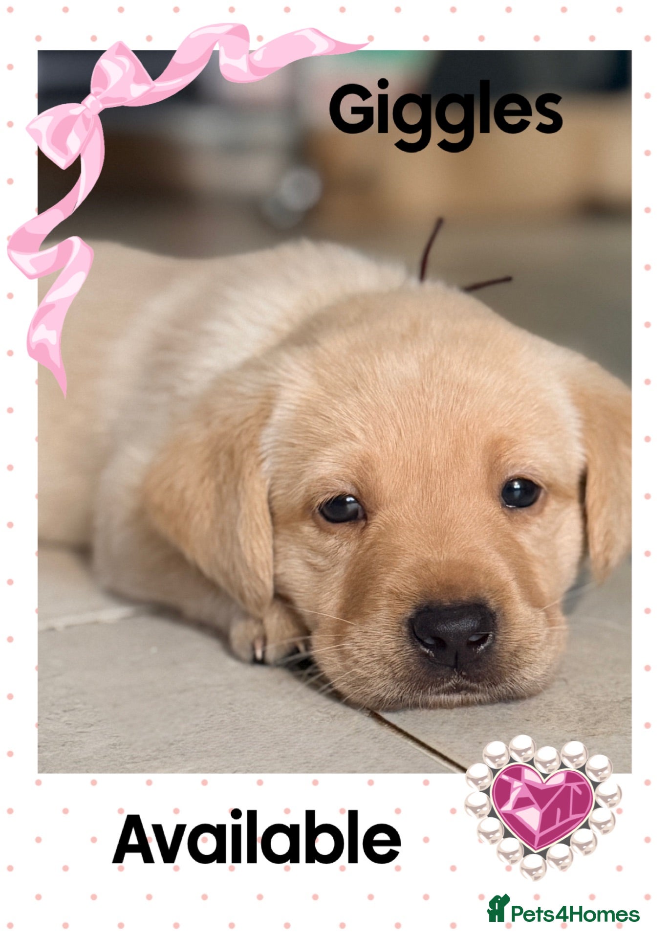 Labrador Retriever dogs KC YELLOW & RED LABRADORS  - Advert 11