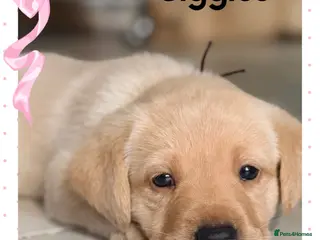 Labrador Retriever dogs KC YELLOW & RED LABRADORS - Advert 11