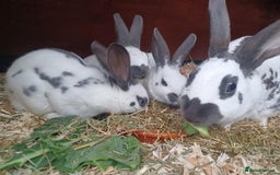 English rabbits for sale: Vaccinated purebred baby English rabbits - Image 4