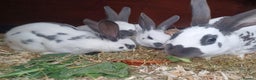English rabbits for sale: Fully vaccinated pure English rabbits - ready now! - Advert 4