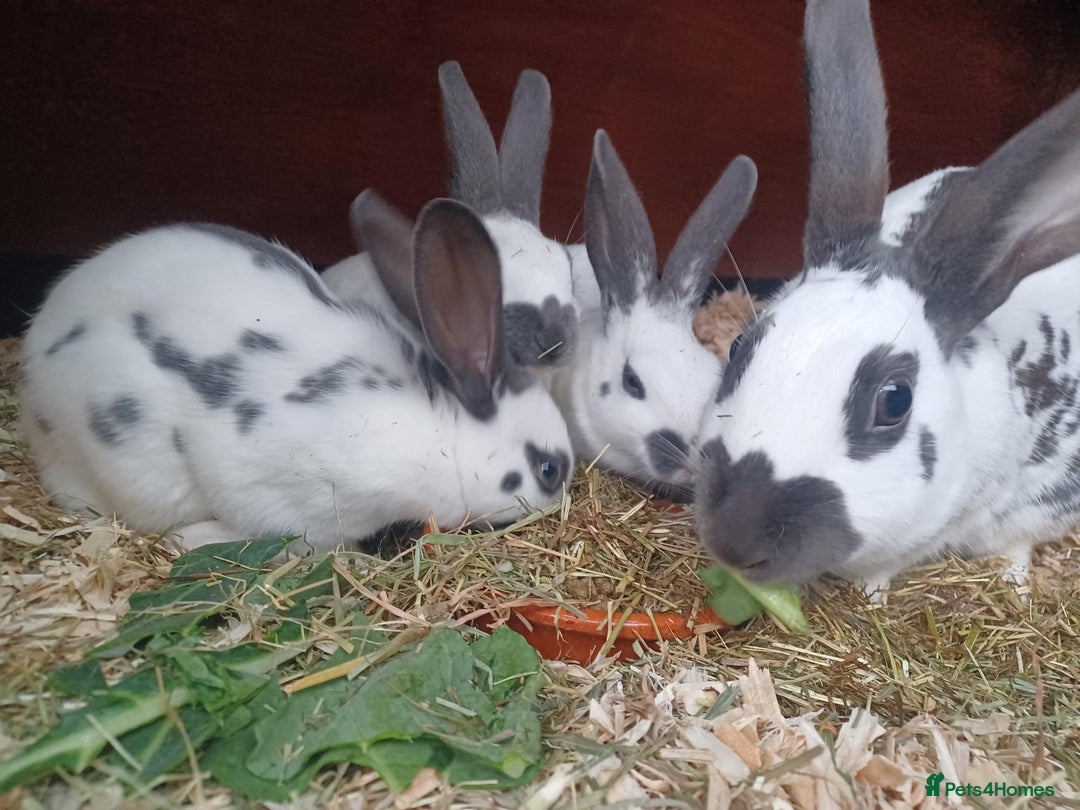 English rabbits for sale: Vaccinated purebred baby English rabbits - Image 4