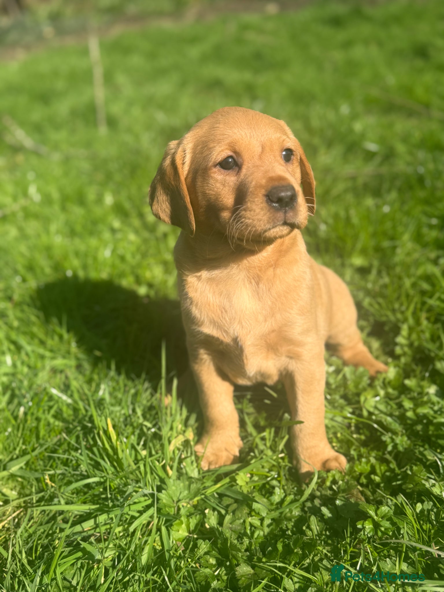 Labrador Retriever dogs Fox red Ftch kc reg labrador puppies  - Advert 2