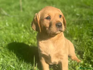 Labrador Retriever dogs Fox red Ftch kc reg labrador puppies - Advert 2