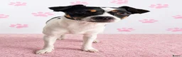Mixed Breed dogs for sale: Gorgeous little girl in need of a forever home - Advert 2