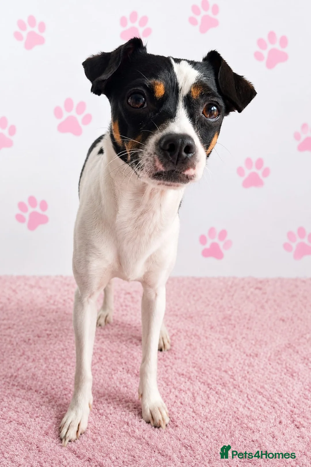 Mixed Breed dogs for sale: Gorgeous little girl in need of a forever home - Advert 2
