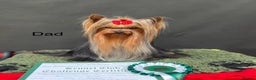 Yorkshire Terrier dogs for sale: Absolutely stunning  mini yorkie boy  - Advert 15