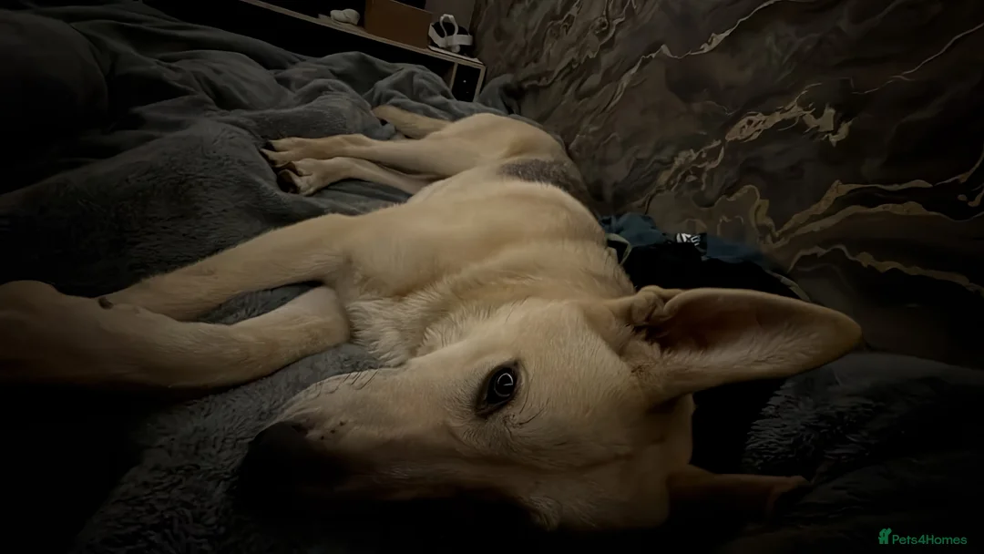 Mixed Breed dogs for sale: gerberian shepsky - Advert 3