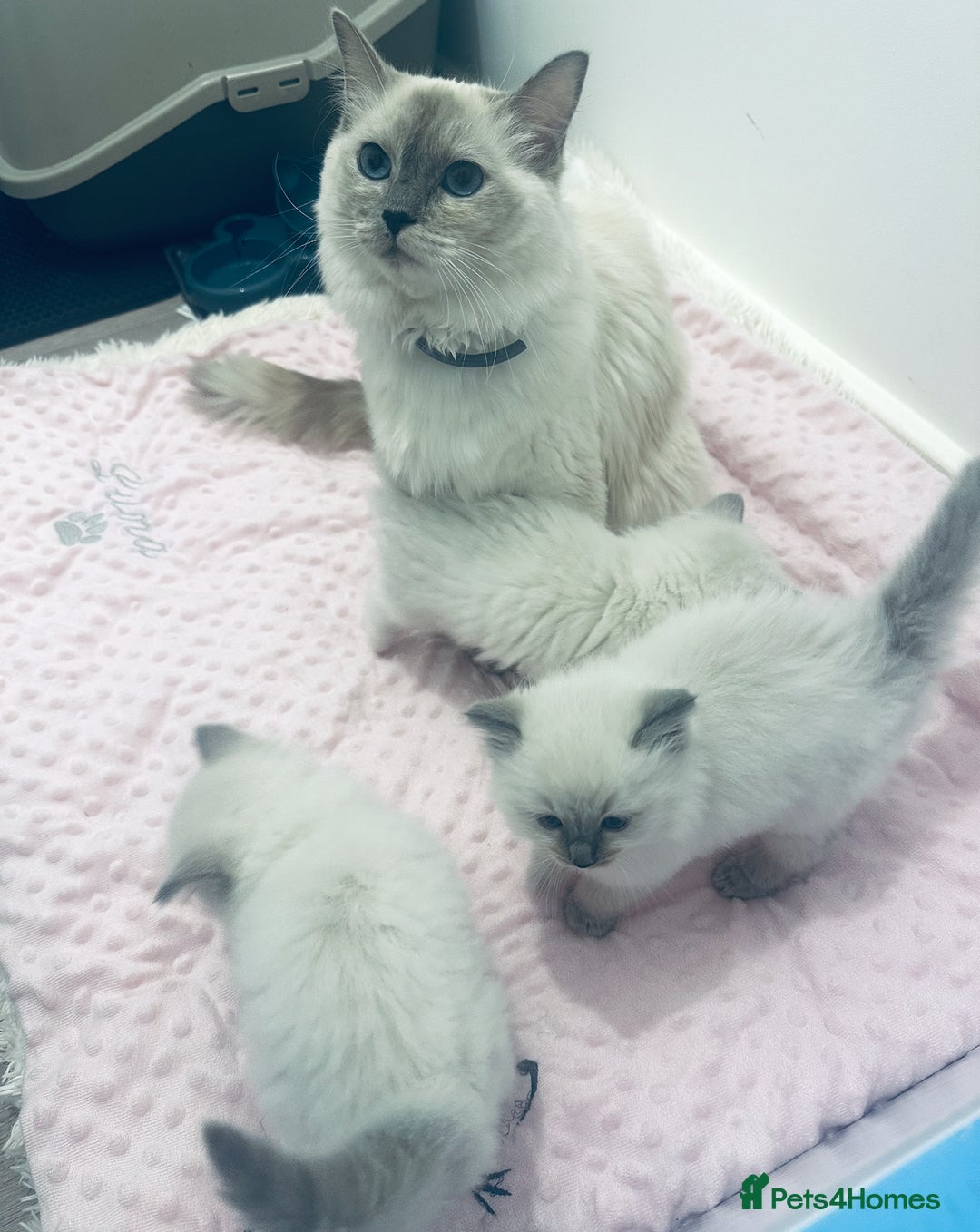 Ragdoll cats for sale: Cute Ragdolls kittens  - Advert 1