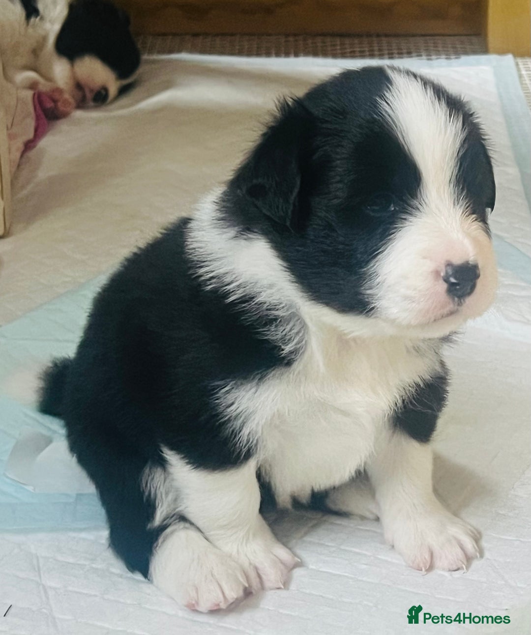 Border Collie dogs for sale: Border Collie Puppies (DNA clear tested parents) - Image 29