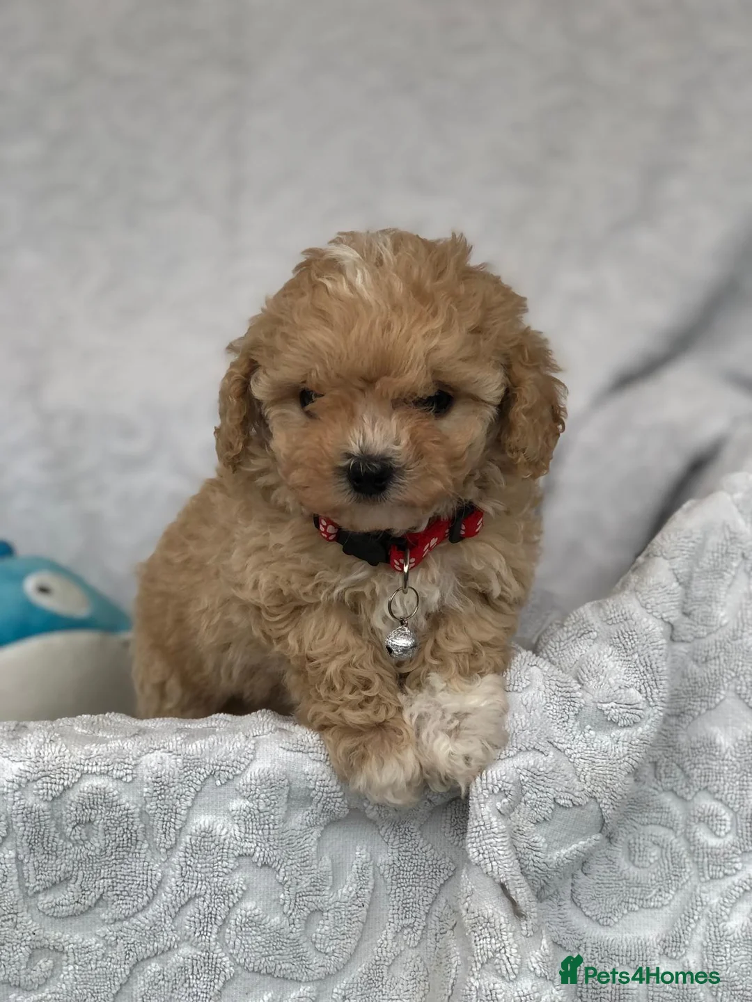 Maltipoo dogs for sale: 2 LEFT !!2X F1 CHAMPION BLOODLINE MALTIPOO PUPPYS - Advert 18