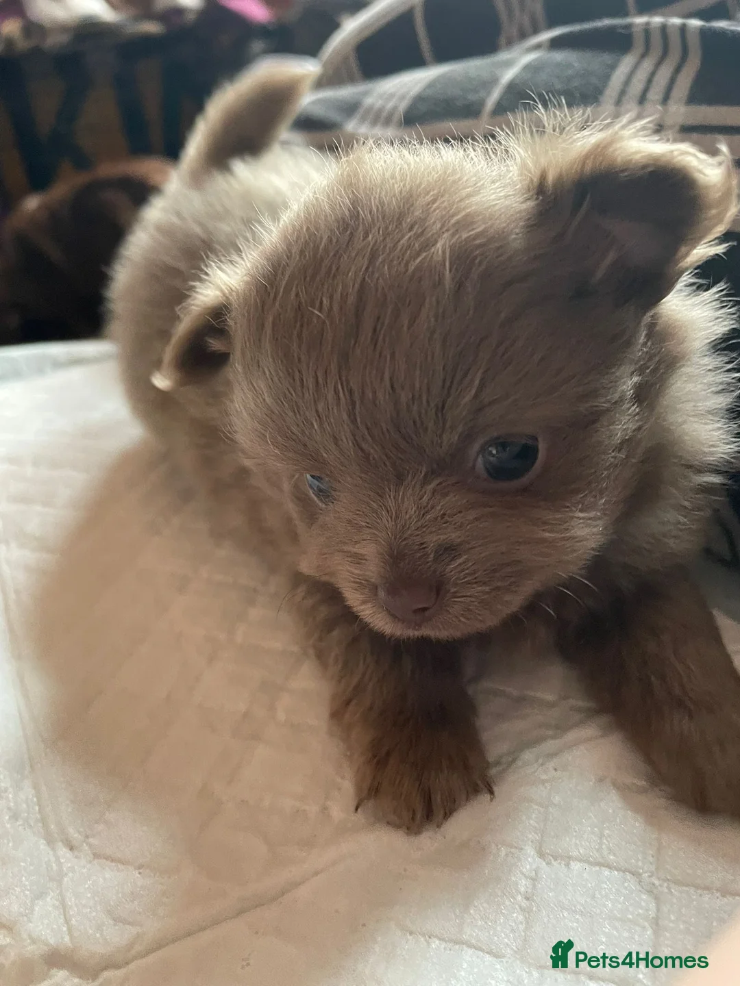 Mixed Breed dogs for sale: Pomchi puppies  in Westcliff-on-Sea - Advert 9