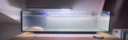 Other/Mixed Breed fish for sale: Albino Axolotl set up - Advert 5