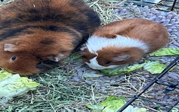 Guinea Pig rodents for sale: Mum & Baby female  - Advert 5
