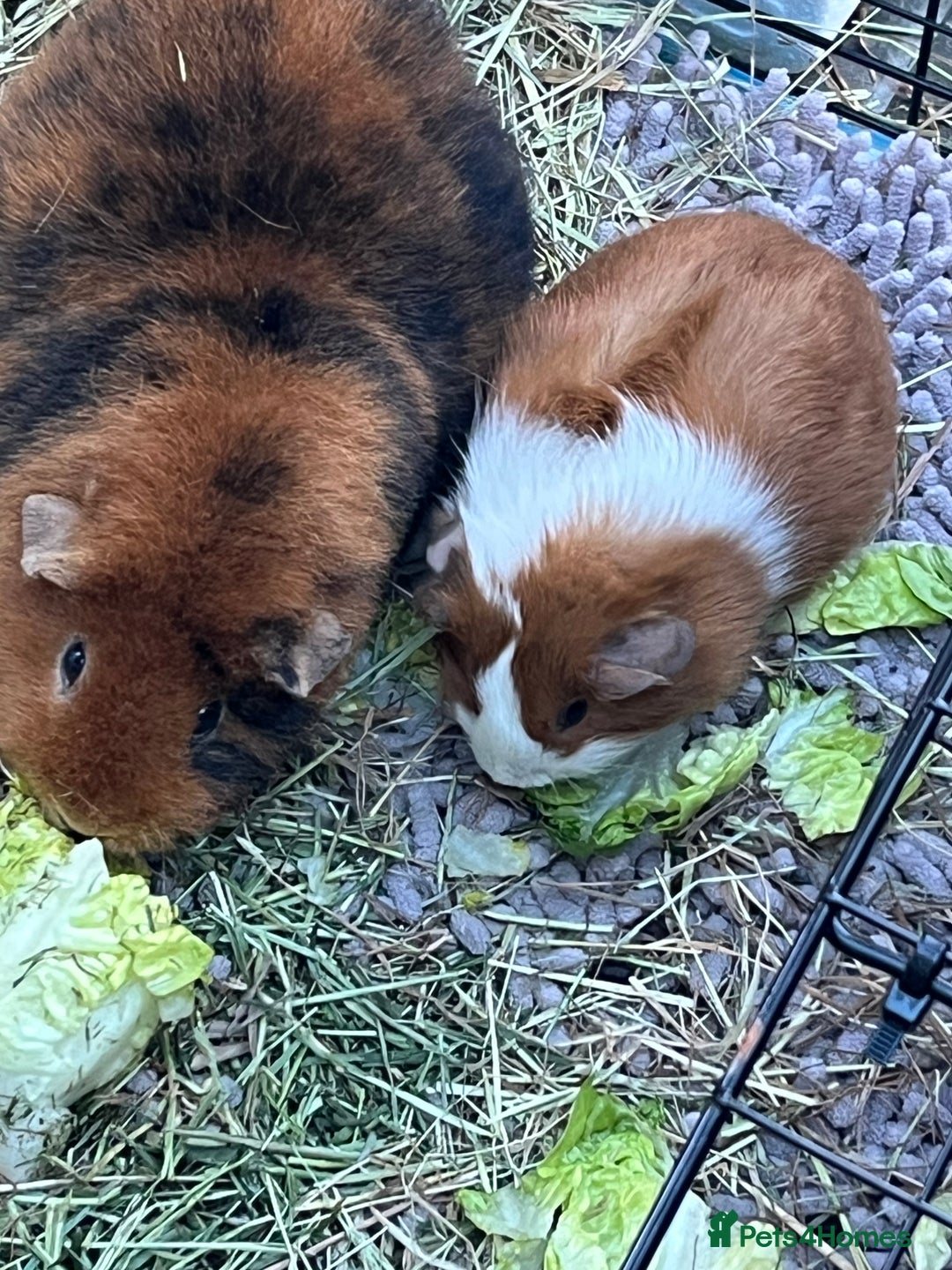 Guinea Pig rodents for sale: Mum & Baby female  - Advert 5