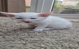 Mixed Breed cats for sale: White kitten boy. Ready to go now - Image 6